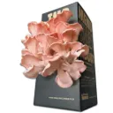 Mushroom Grow Box - Pink Oyster Mushrooms