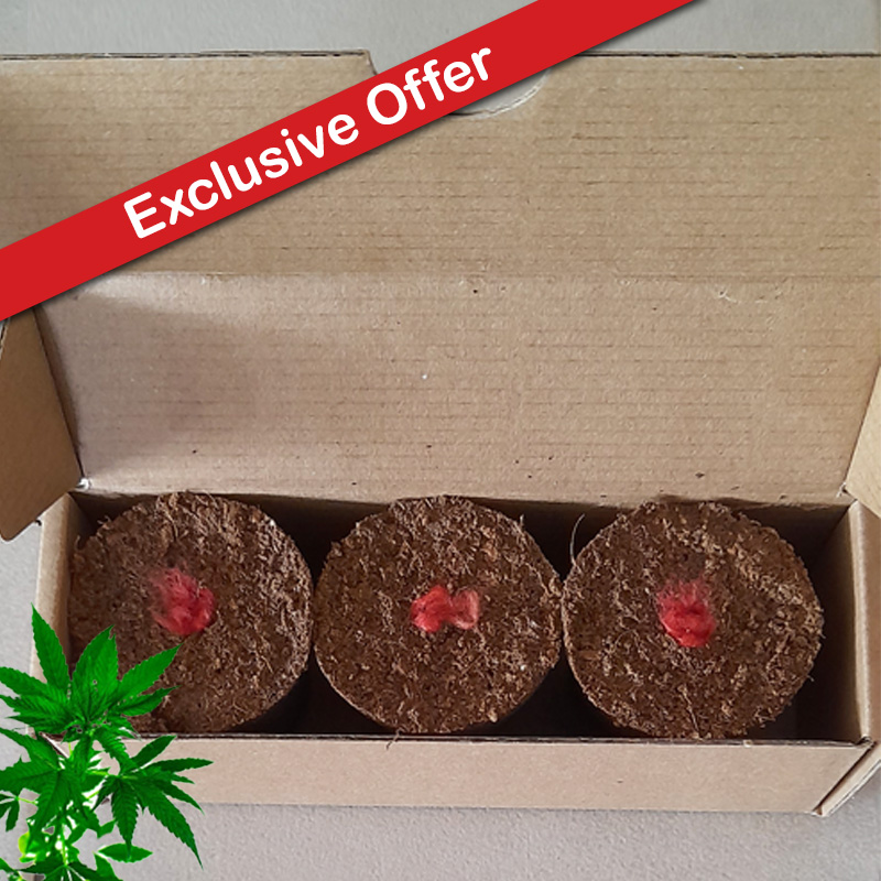 Seeded Canna Pods 3's (Box of 3x One Strain) (Photo: Blue Dream (Sativa))